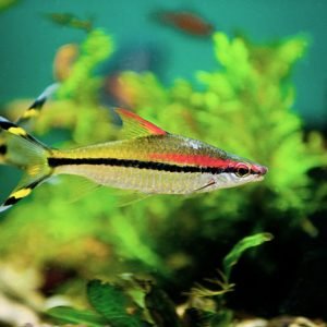 DENISONS BARB