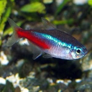 NEON TETRA