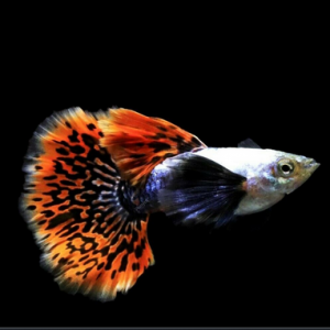 BIG EAR GUPPY
