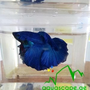 SUPER BLUE BETTA