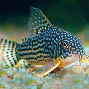 STERBAI CORYDORUS
