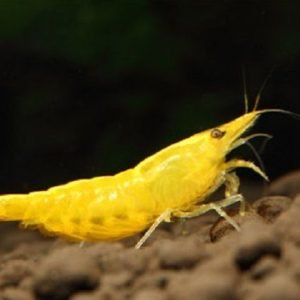 yellow shrimp