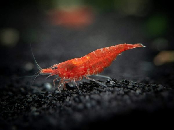 red cherry shrimp