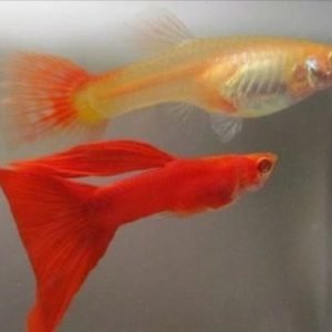 Albino Red Guppy Pair