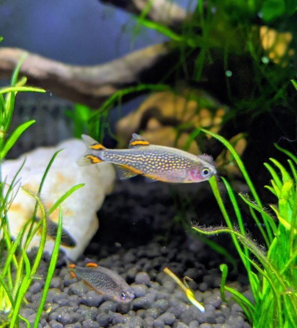 Galaxy Rasbora