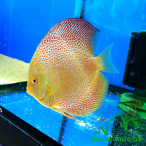 Snake Skin Discus
