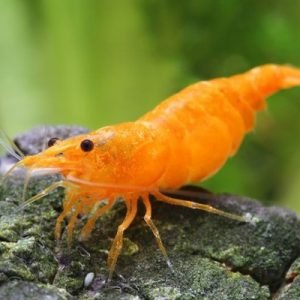 Sunkist shrimp