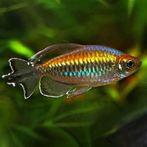 Congo tetra