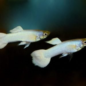 Snow White Guppy