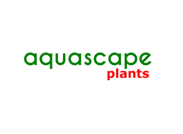 aquascapeplants