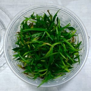 Helanthium tenellum Green