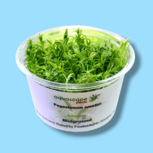 Aquascapeplants Pogostemon erectus