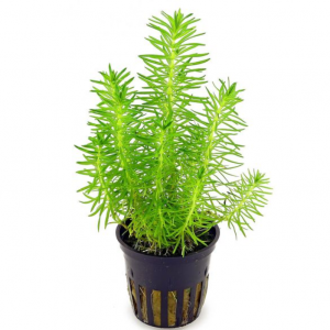 Aquascapeplants Pogostemon erectus