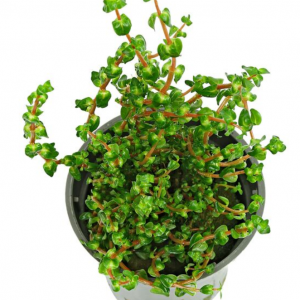 rotala pearl
