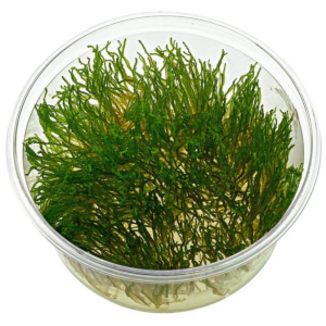 flame moss