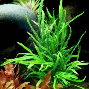 Aquascapeplants Microsorum pteropus 'Trident' Trident Java fern