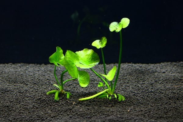 Nymphoides aquatica Aquarium banana plant - Image 3