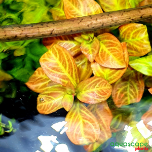 ludwigia dark orange