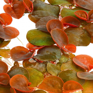 Phyllanthus fluitans Red root floater