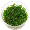 Aquascapeplants Marsilea crenata