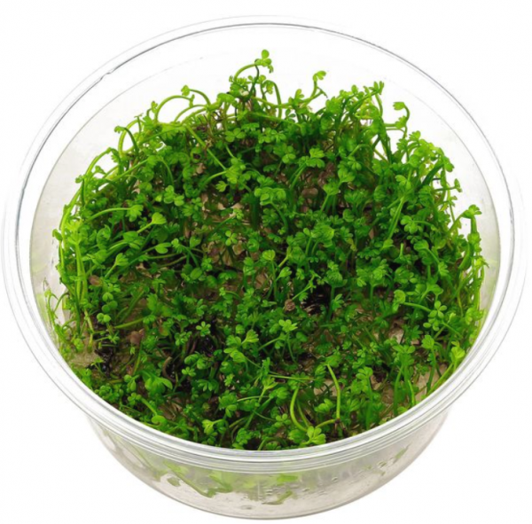 Aquascapeplants Marsilea crenata