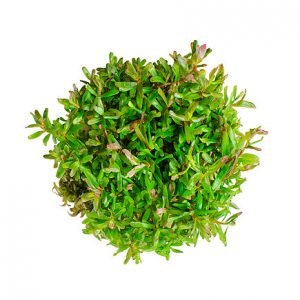 rotala veitnam hra