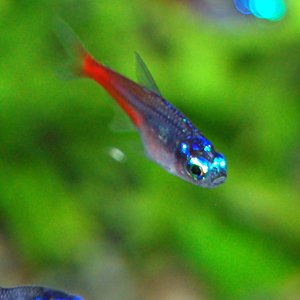 Diamond head tetra