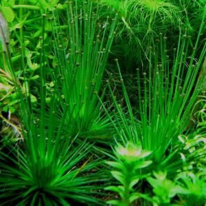 Eriocaulon cinereum