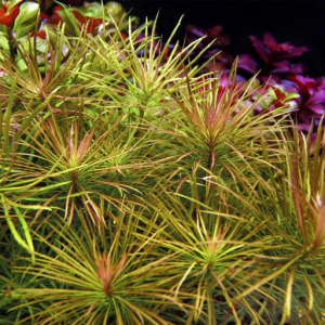 Pogostemon stellatus Water star