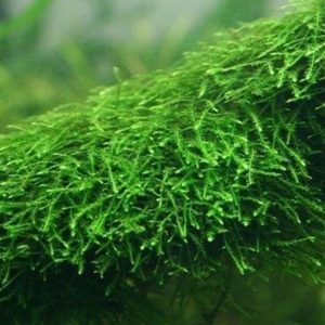 java moss
