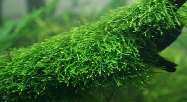 java moss