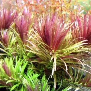 Limnophila hippuridoides