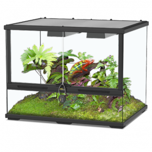 Terralantis Glass Terrarium