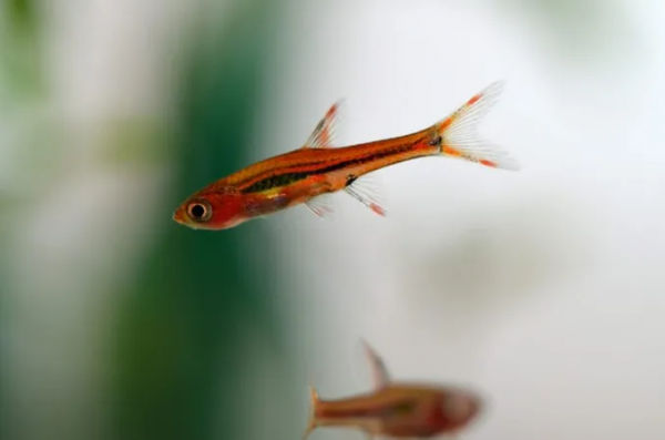 chili rasbora