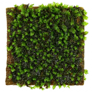 Fissidens sp. "Mini Nobilis"