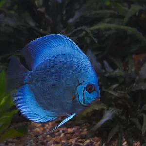 blue diamond discus