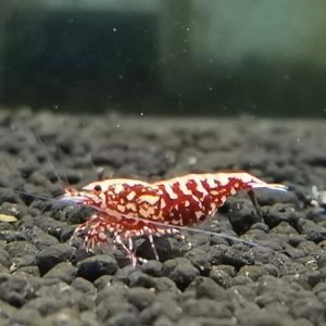 Red Galaxy Fish Bone Shrimp