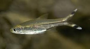 Scissortail Rasbora