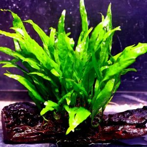 Java Fern Narrow on Drift Wood