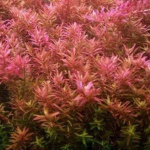 Rotala indica super red