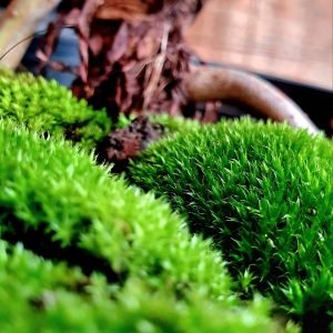 Live Pincushion moss for Terrariums and landscape BULK BOX