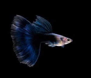 Motion Half Black Blue Tail Guppy