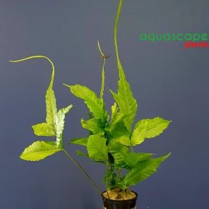 Bolbitis Heteroclita pot