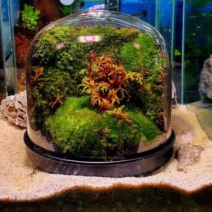 Verticle Moss Wall Closed Terrarium
