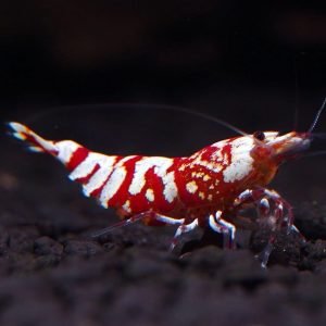 Red Fancy Tiger Shrimp
