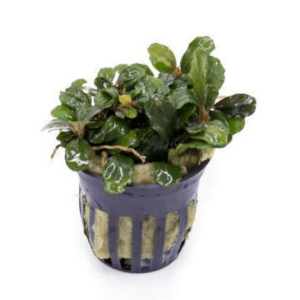 Bucephalandra Brownie Blue
