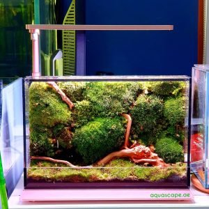 Living Terrariumscape 30x8x20