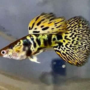 Yellow Tiger Guppy A Grade