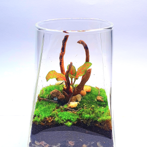 Terrariumart Gift Desktop