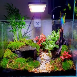 Scenic Terrarium 35cm rectangular glass